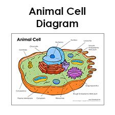 One part of a plant cell that plays an important role in photosynthesis is a structure called a chloroplast. Tim van de Vall - Comics & Printables for Kids
