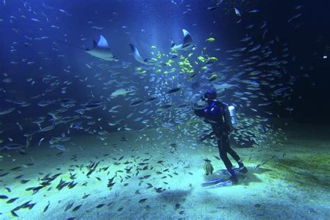 We did not find results for: Entrance tickets to Nausicaá aquarium on TourMega - TourMega