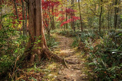 Autumn Forest Trail Photograph By Sandra Burm Fine Art America