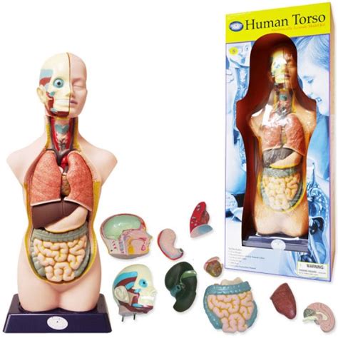 Mar 15, 2019 · anatomy of the brain. Human Body Torso Anatomy Large Model - 20 Inches ...