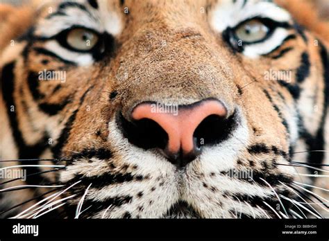 Close Up Full Grown Indochinese Tiger Stock Photo Alamy
