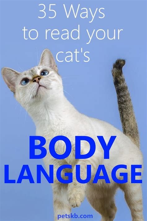 The Complete Guide To Cat Body Language Artofit