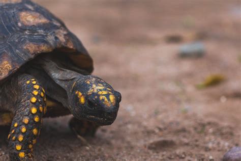 Tortugas Terrestres Fotos Adopción Y Precios
