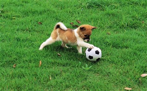Cute Animals Playing Soccer Animals World