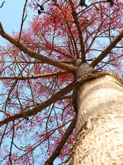 Red Blossom Tree Photograph By Andrea Derujinsky Fine Art America