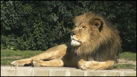Large Male African Lion Panthera Leo Youtube