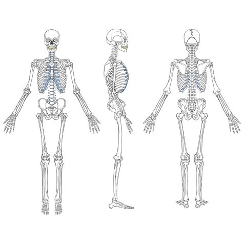 Human Skeleton Drawing Set 1166080 Download Free Vectors Clipart