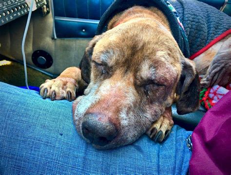 Old Sick Dog Transforms When Pilot Flies Her To Her Last Home Sick