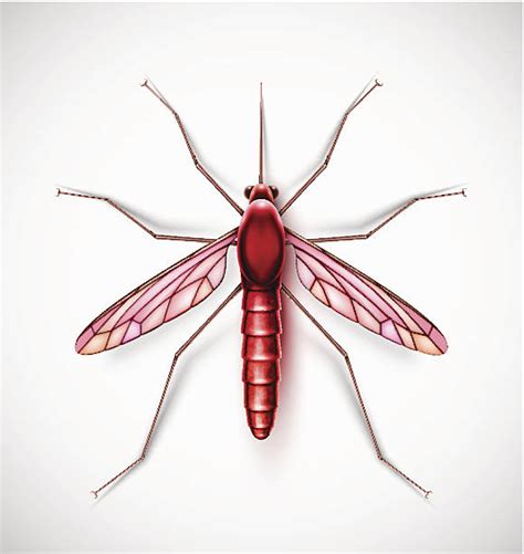 Gnat Bugs Clip Art Illustrations Royalty Free Vector Graphics And Clip