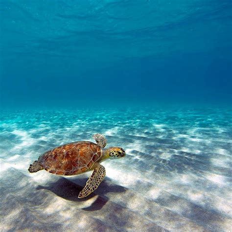 Sea Turtle Turtle Sea Turtle Turtle Love