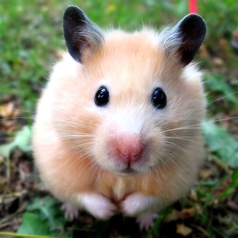 30 Cute Hamster Pictures That Will Make You Smile 2023