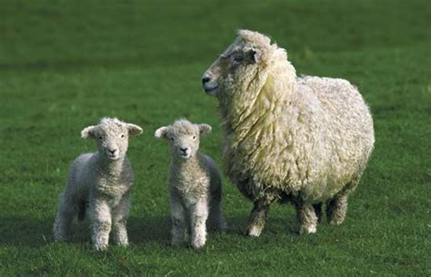 Sheep Characteristics Breeds And Facts