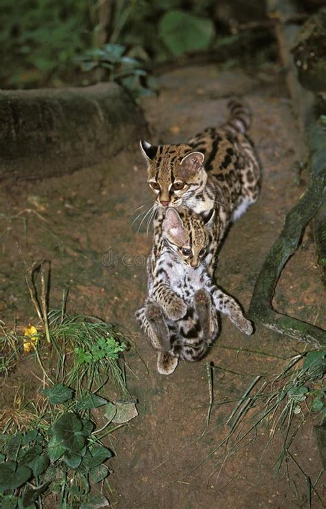 Margay Cat Leopardus Wiedi Female Carrying Cub In Mouth Stock Photo