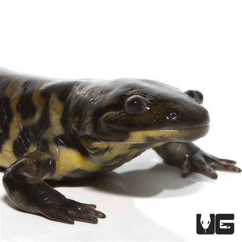 Salamanders For Sale Canada Lahoma Woodcock