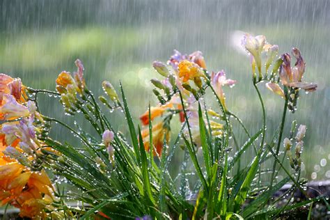Spring Rain And Flowers 2319987 Hd Wallpaper And Backgrounds Download