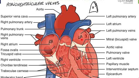 Internal Anatomy Of The Heart