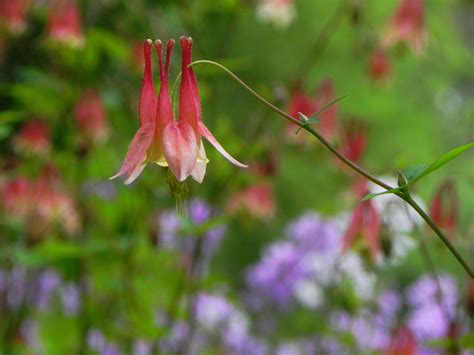 It is primarily a lowland tree found in low wet woods, bottomlands and pond peripheries, but also can be found on dry rocky wooded slopes and. Pin on Native Flowers - Protecting Biodiversity