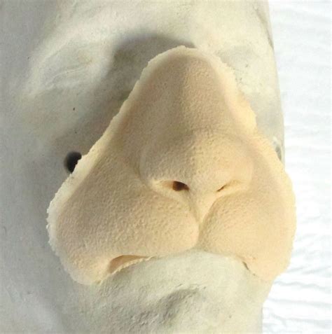 Lion King Cat Nose Foam Latex Prosthetic Or Slip Latex Makeup Etsy