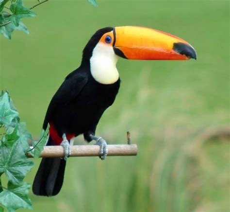 Toco Toucan Facts Habitat Diet Life Cycle Baby Pictures