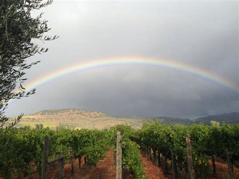 Beautiful Rainbow At Honig Vineyard And Winery Beautiful Rainbow