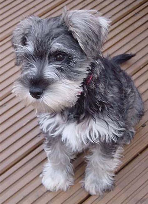 Miniature Schnauzer Salt And Pepper Schnauzer Puppy Miniature