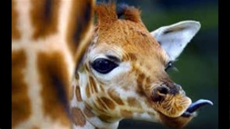 12 Adorable Giraffe And Panda Pictures Youtube