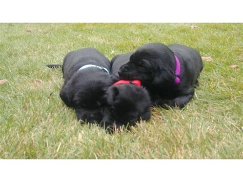 When purchased, owners will leave here with their puppy's akc paperwork in hand. 3 Black Lab Puppies for Adoption in Salt Lake City, Utah ...