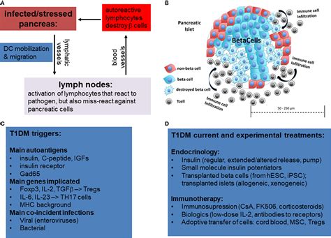 Frontiers Approaches In Immunotherapy Regenerative Medicine And Bioengineering For Type 1