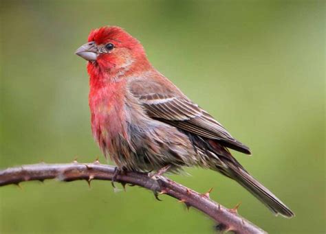 House Finch Facts Song Call Nest Eggs Diet Habit Bird Baron