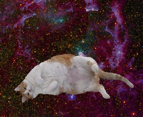 Omg Cats In Space Cat And Burrito Gif Wifflegif Vrogue Co