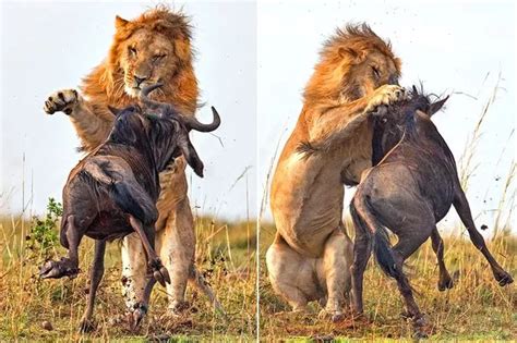 Gone In 60 Seconds Dramatic Images Show Lion Killing Wildebeest In