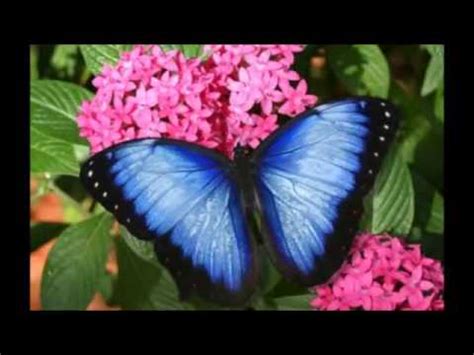 Hola amable muy bonito tu poema, la verdad para mi los ojos transmiten todo, los ojos son la luz del alma, un abrazo y les dejo una re: La flor mas hermosa bonita del mundo - YouTube