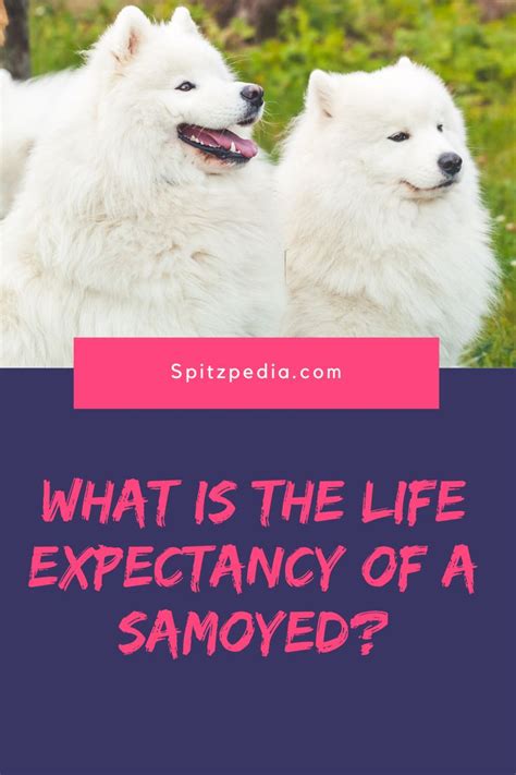 At the time of field performance testing, gross facility generation was limited by iso dispatch to 60 percent of full generator / heat recovery steam generator (hrsg) load. What Is the life expectancy of a Samoyed? in 2020 ...