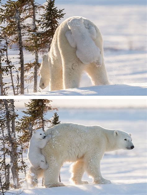 13 Cute Baby Polar Bears Celebrate International Polar Bear Day