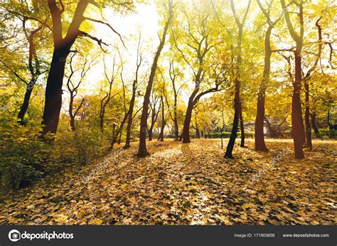 Autumn Forest — Stock Photo © Viktoriasapata 171803656