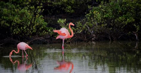 Pink Flamingos · Free Stock Photo