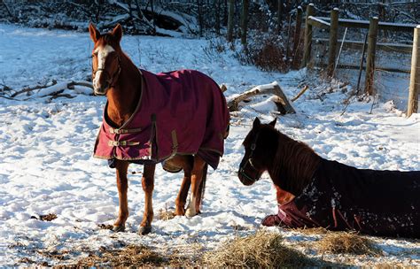 Two Horses In Snow Covered Pasture Photograph By Anthony Paladino