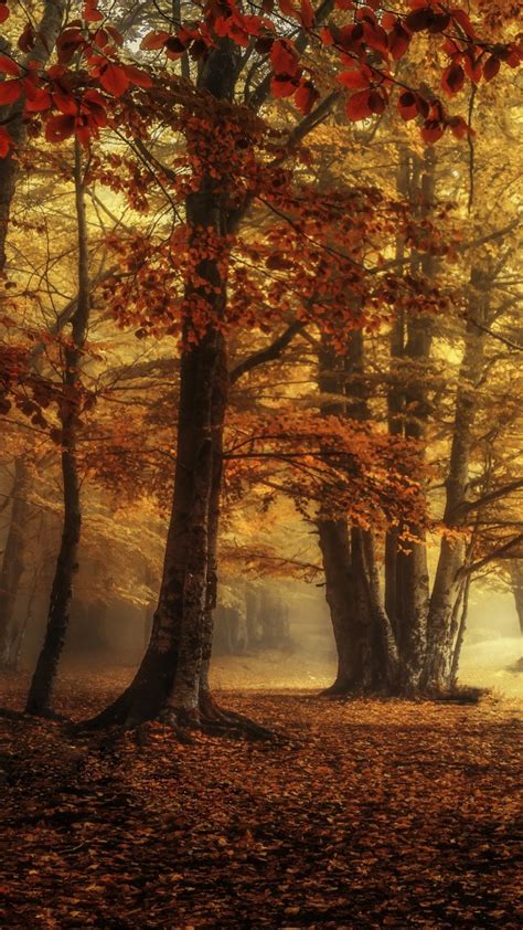 Fog Forest Surrounded By Autumn Red Trees 4k Hd Nature Wallpapers Hd