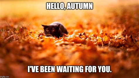 Image Result For Autumn Meme Autumn Animals Animals Cute Animals