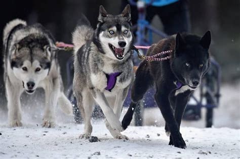 Husky Puppy Husky Dogs Dogs And Puppies Huskies Sled Iditarod Snow