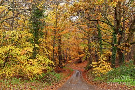 Stunning English Autumn Forest Colours With Path Photograph By Simon