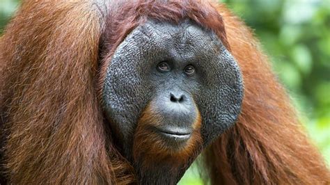 Orangutan Squeaks Reveal Language Evolution Says Study Bbc News