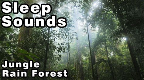 Youtube Jungle Sounds Nature Sounds Sound Sleep