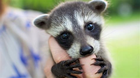 Cute Baby Raccoons Videos Compilation 🔴 Adorables Mapaches
