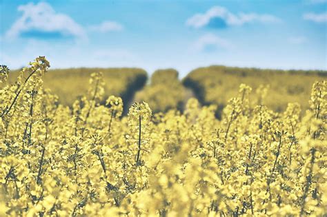 Oilseed Field Rape Yellow Rapeseeds Landscape Hd Wallpaper