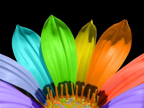 The Rainbow Flower Growing 4 Life