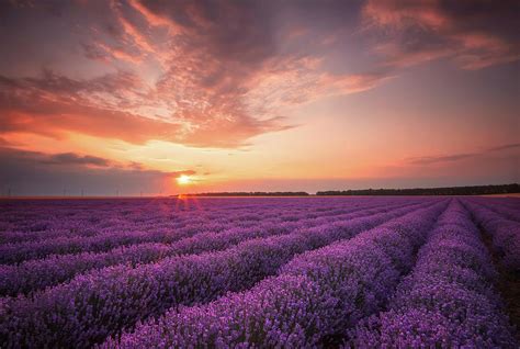 Lavender Sunset Photograph By Evgeni Ivanov Fine Art America