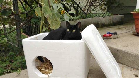 How To Build A Feral Cat Shelter For Winter Cat Shelter Feral Cat