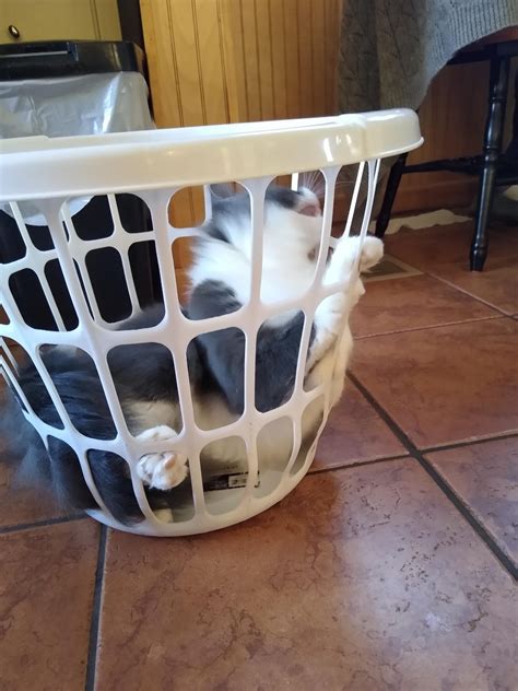 12 Succesful Cat Traps Viral Cats Blog