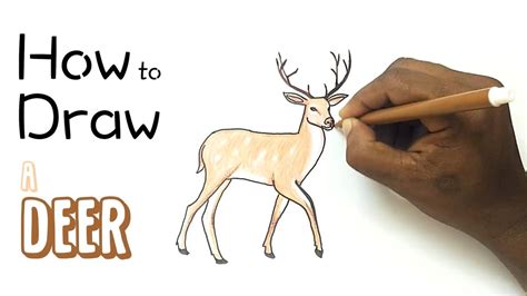 How To Draw A Deer Youtube